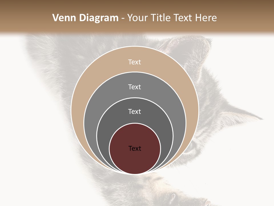 Cat Grey Fur PowerPoint Template