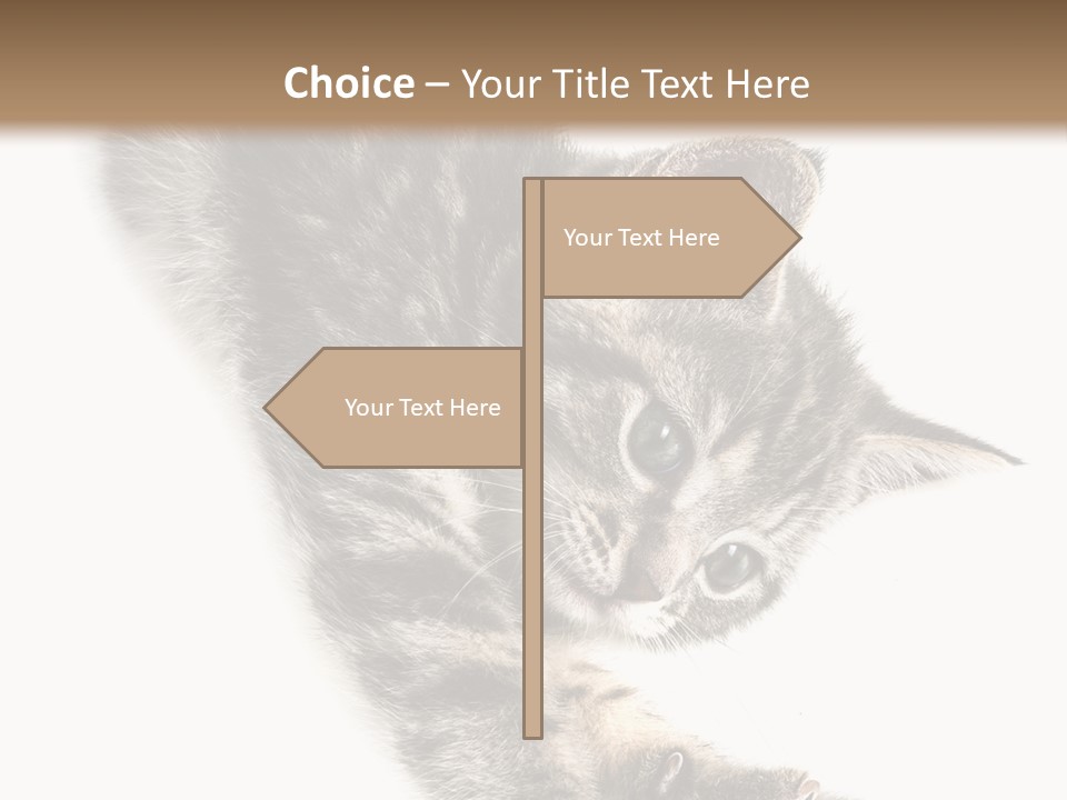 Cat Grey Fur PowerPoint Template