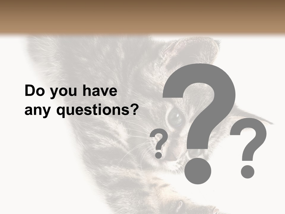 Cat Grey Fur PowerPoint Template