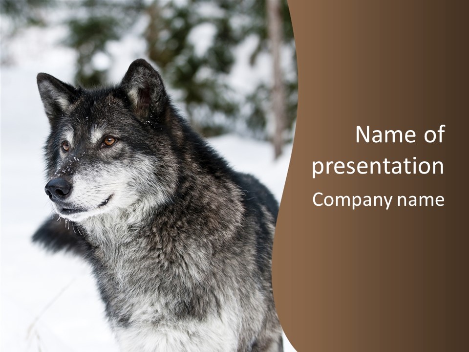 Cold Mammal Head PowerPoint Template