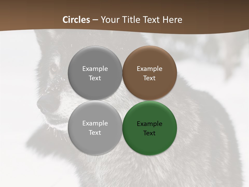 Cold Mammal Head PowerPoint Template