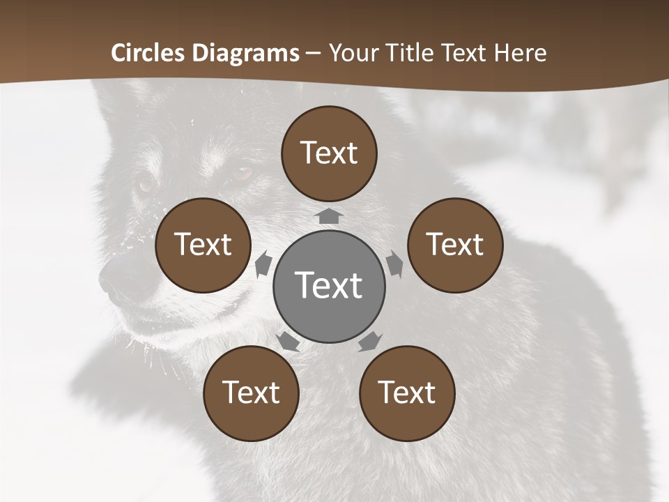 Cold Mammal Head PowerPoint Template