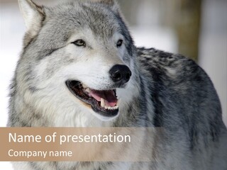 Canis Snow Wildlife PowerPoint Template