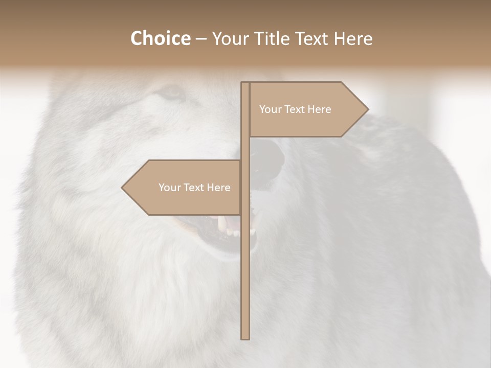 Canis Snow Wildlife PowerPoint Template