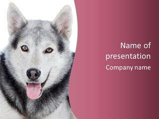 Coat Fear Puppy PowerPoint Template