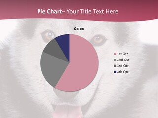 Coat Fear Puppy PowerPoint Template