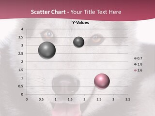 Coat Fear Puppy PowerPoint Template