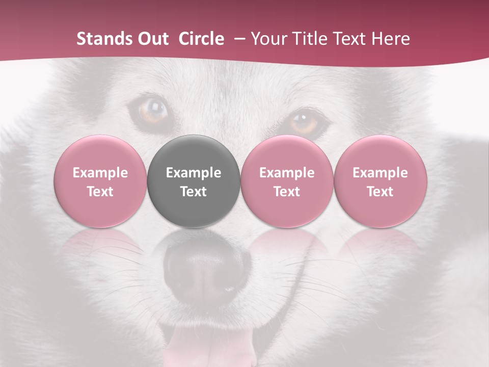 Coat Fear Puppy PowerPoint Template