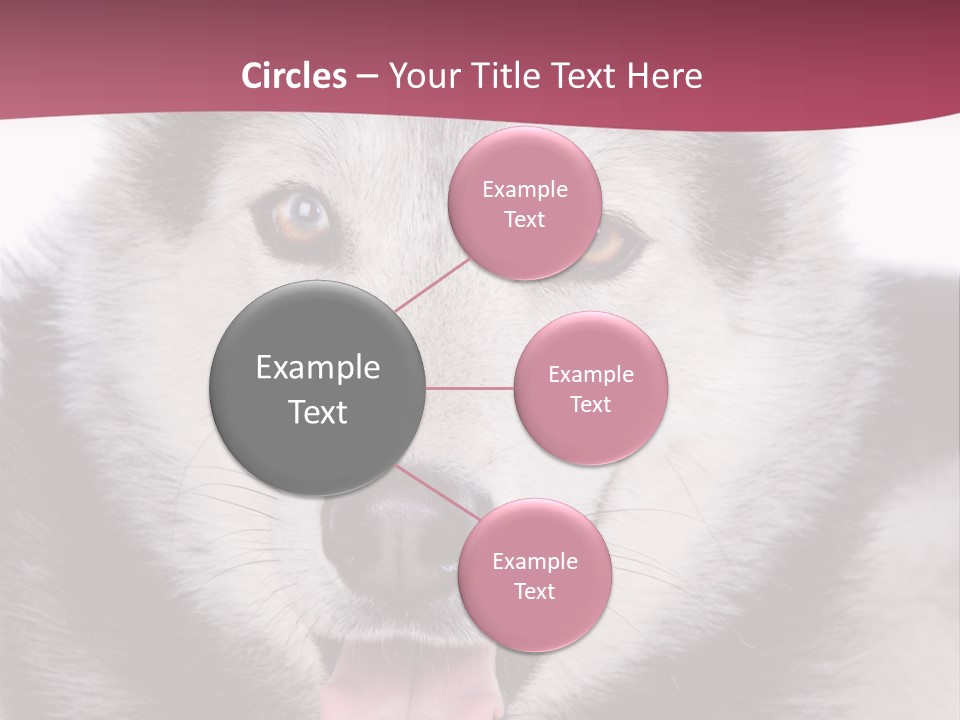 Coat Fear Puppy PowerPoint Template