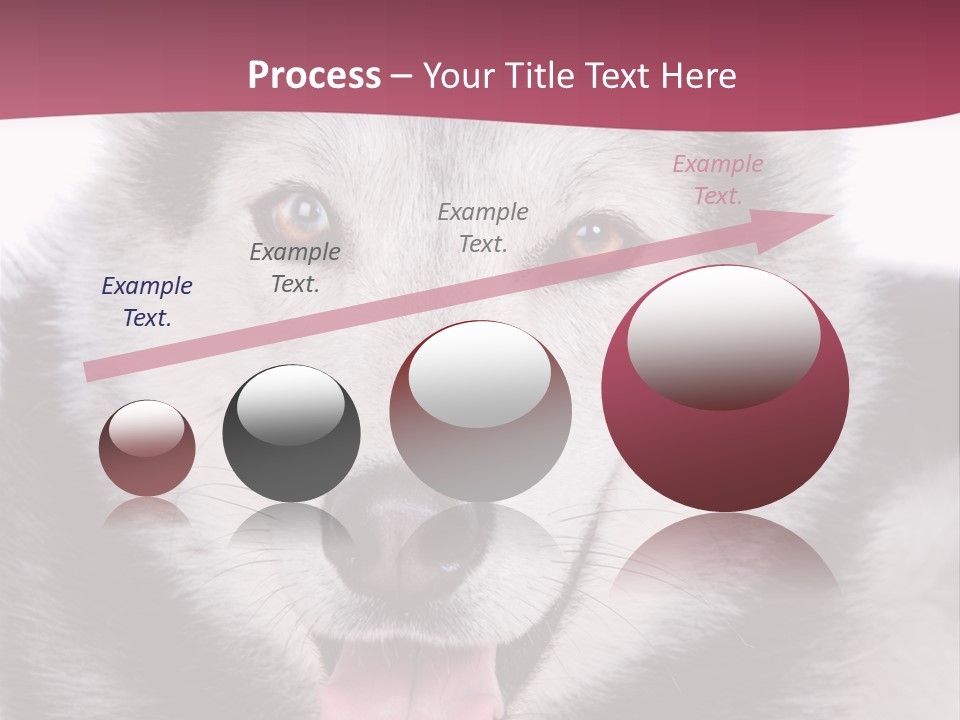 Coat Fear Puppy PowerPoint Template