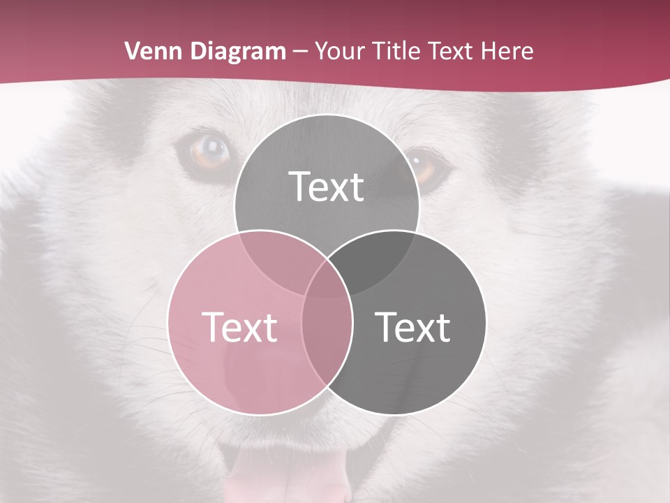 Coat Fear Puppy PowerPoint Template