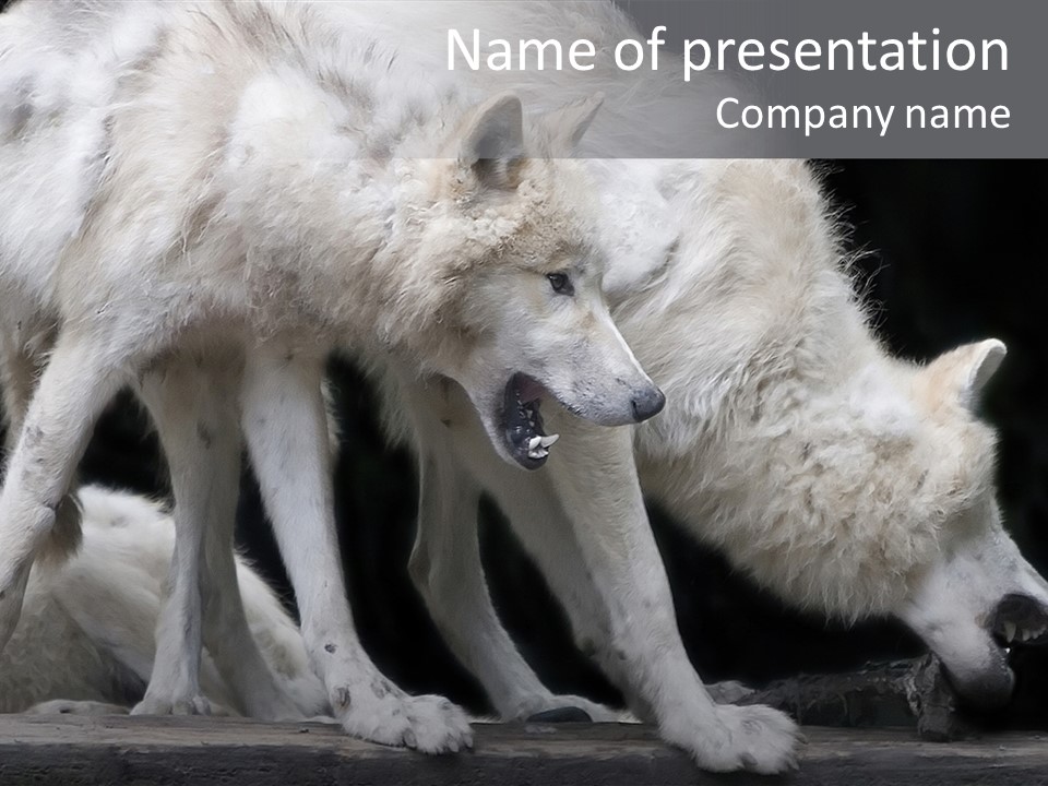 Wolfskind Fell Raubtier PowerPoint Template