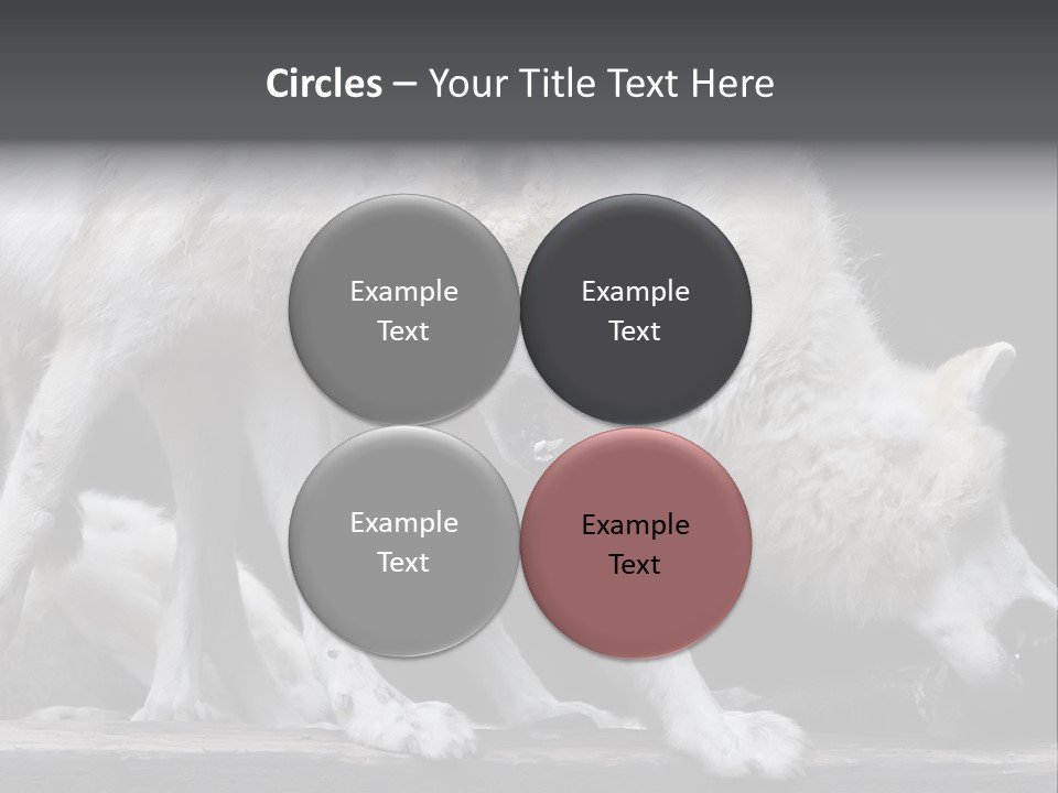 Wolfskind Fell Raubtier PowerPoint Template