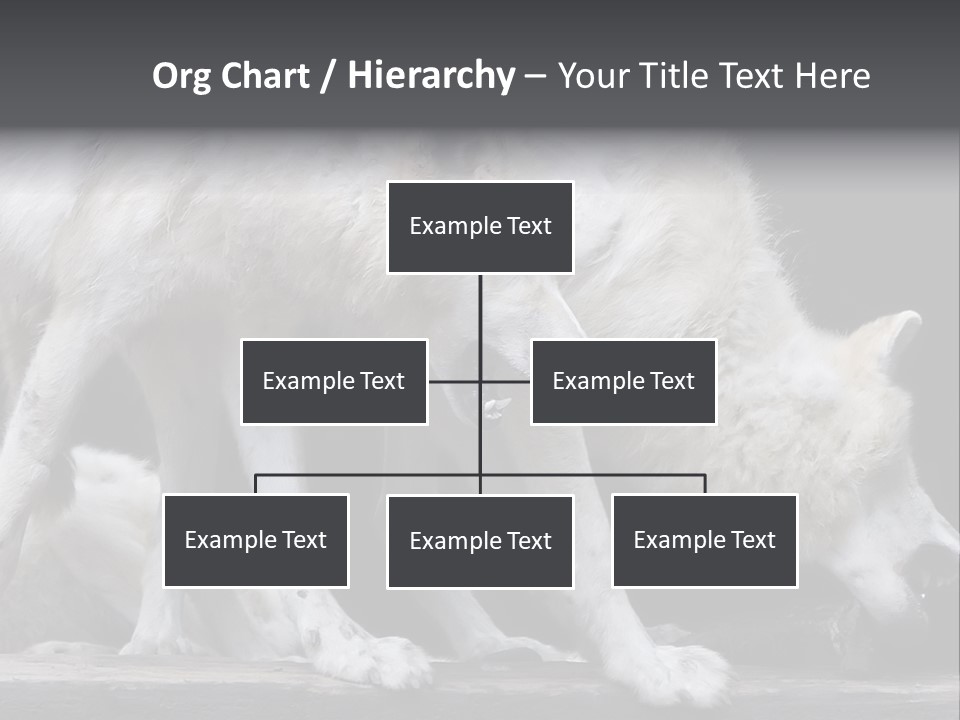 Wolfskind Fell Raubtier PowerPoint Template