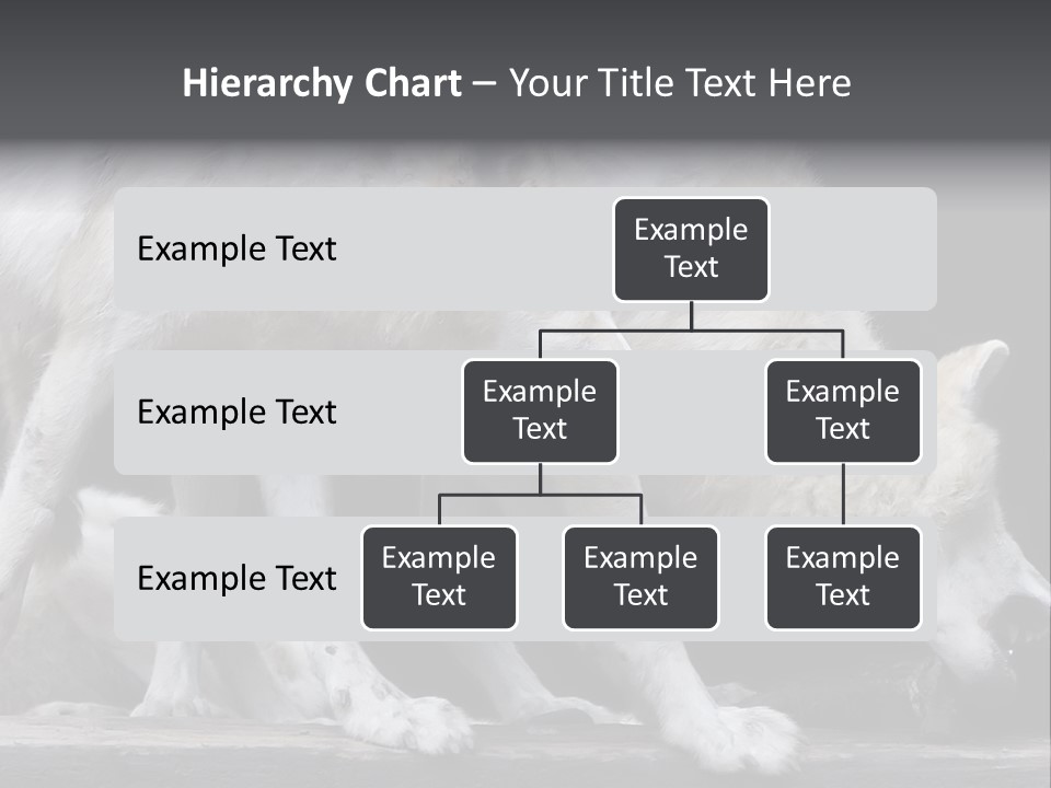 Wolfskind Fell Raubtier PowerPoint Template