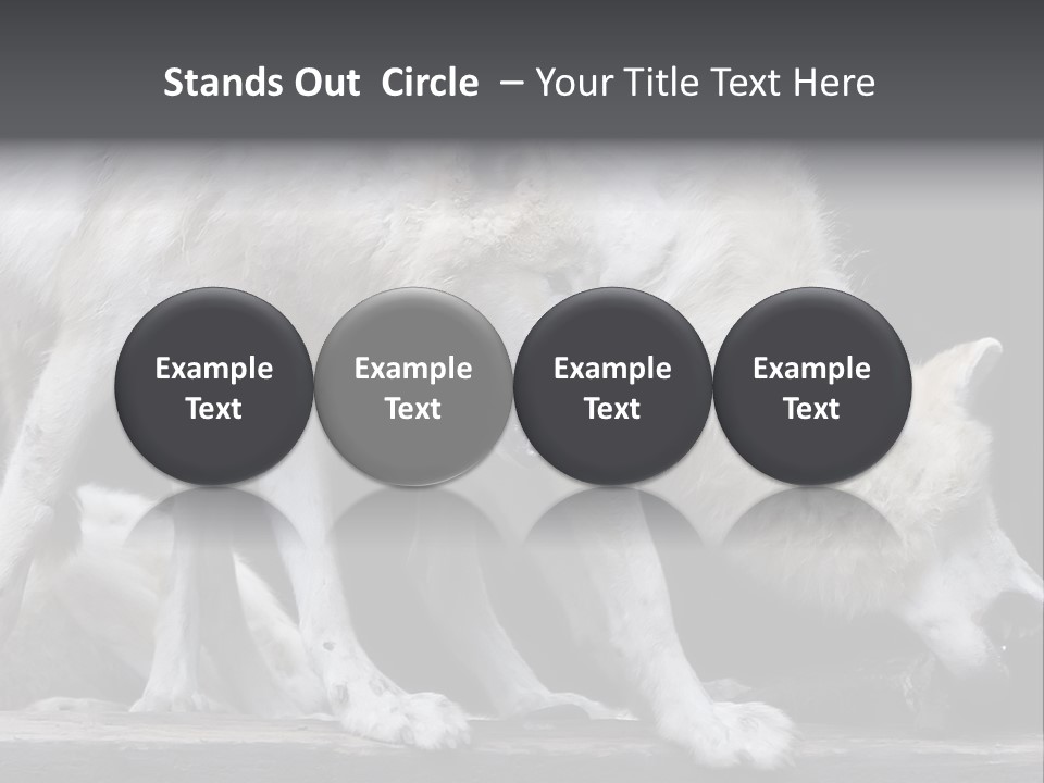 Wolfskind Fell Raubtier PowerPoint Template
