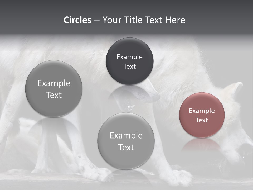 Wolfskind Fell Raubtier PowerPoint Template