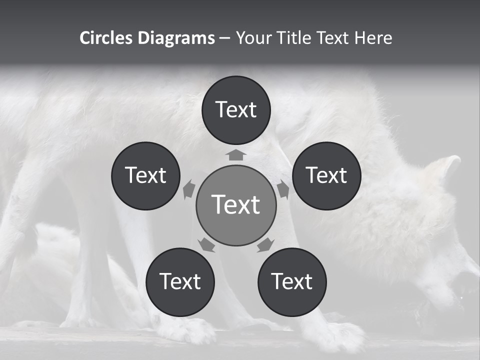 Wolfskind Fell Raubtier PowerPoint Template