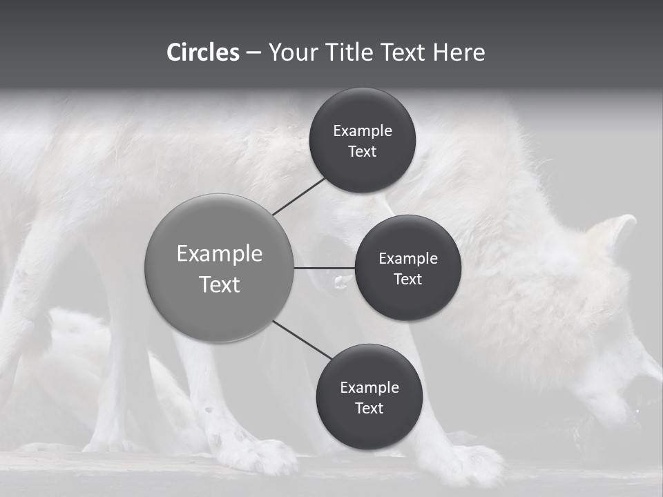 Wolfskind Fell Raubtier PowerPoint Template