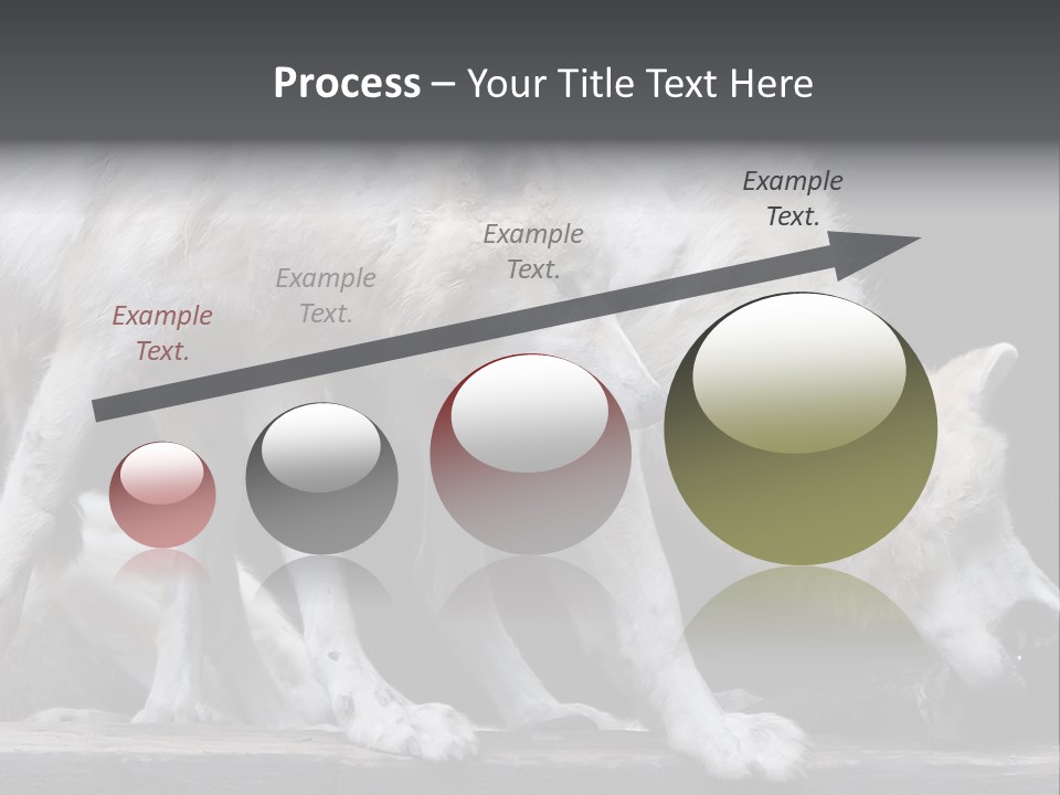 Wolfskind Fell Raubtier PowerPoint Template