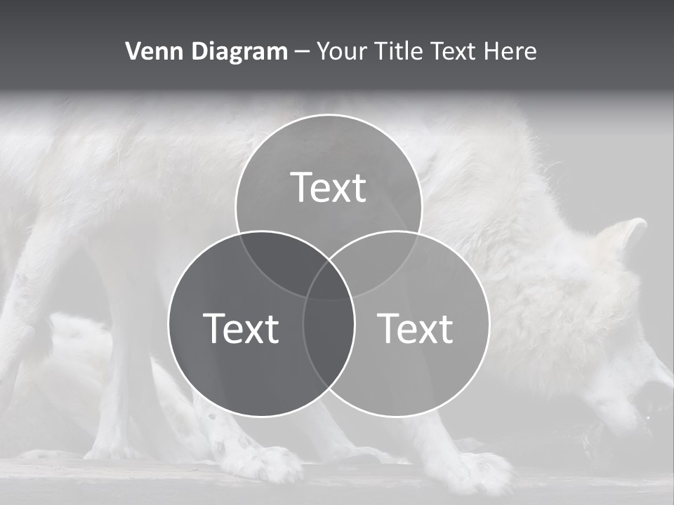 Wolfskind Fell Raubtier PowerPoint Template