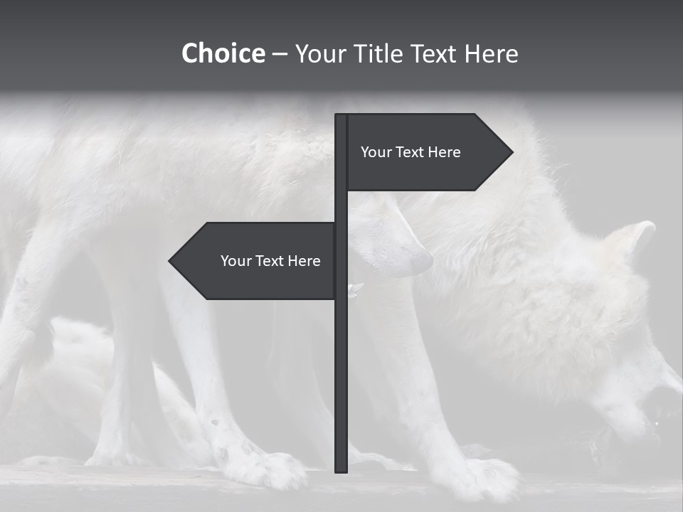 Wolfskind Fell Raubtier PowerPoint Template