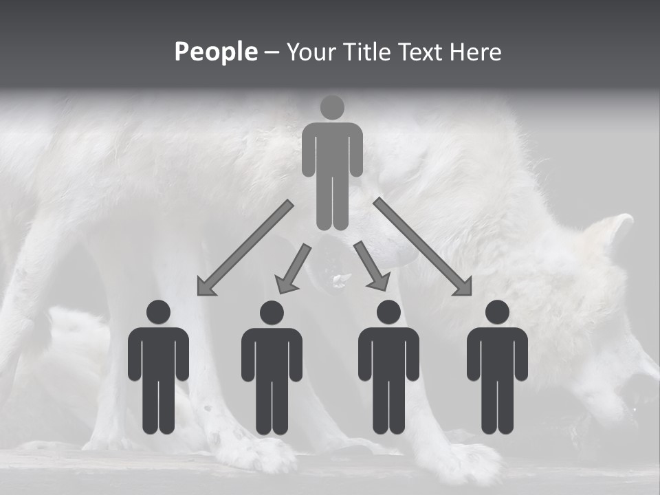 Wolfskind Fell Raubtier PowerPoint Template