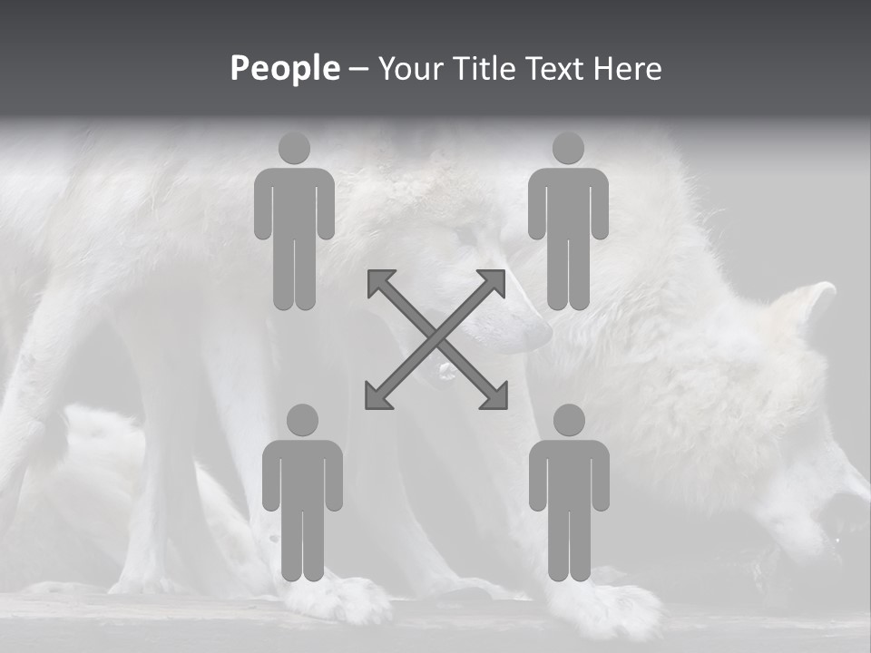 Wolfskind Fell Raubtier PowerPoint Template