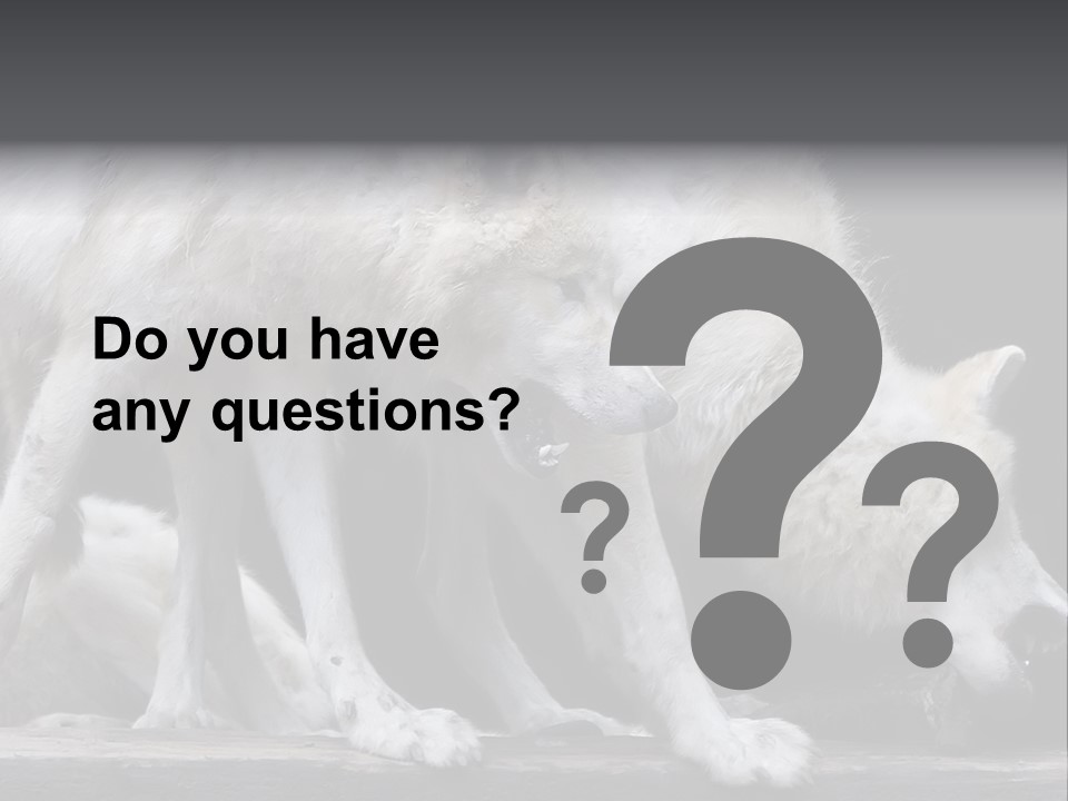 Wolfskind Fell Raubtier PowerPoint Template