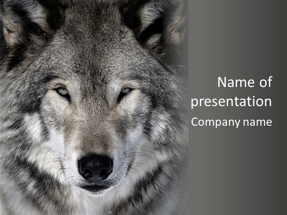 Carnivore Wildlife Grey PowerPoint Template