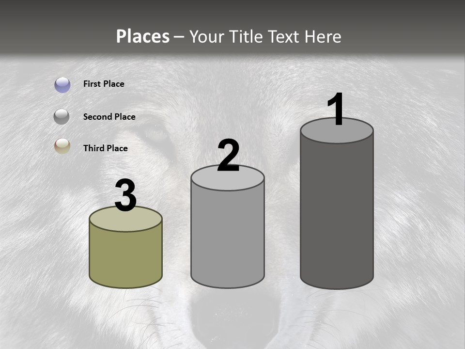 Carnivore Wildlife Grey PowerPoint Template