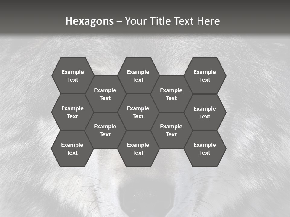 Carnivore Wildlife Grey PowerPoint Template