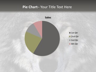 Carnivore Wildlife Grey PowerPoint Template