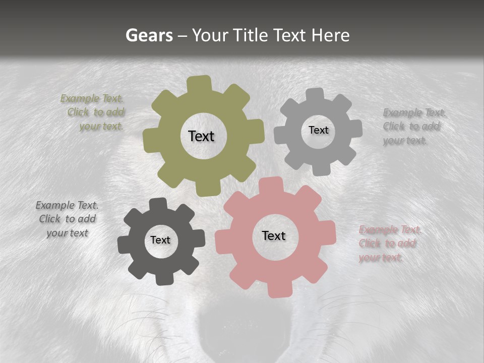 Carnivore Wildlife Grey PowerPoint Template