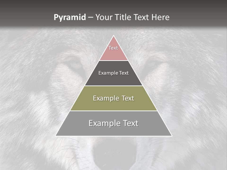 Carnivore Wildlife Grey PowerPoint Template