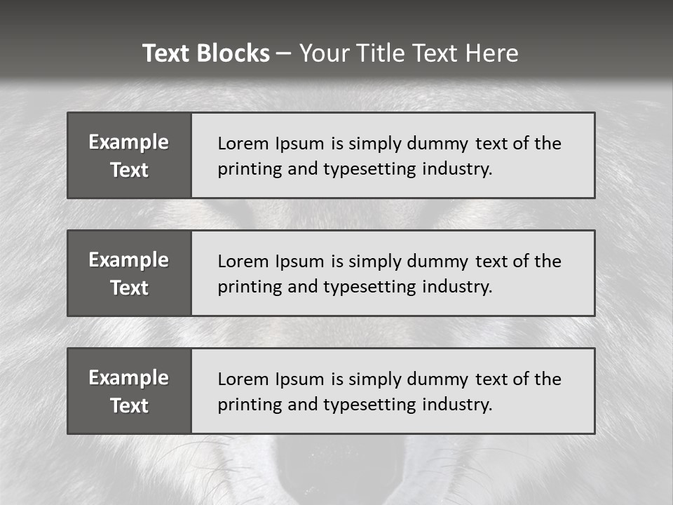 Carnivore Wildlife Grey PowerPoint Template