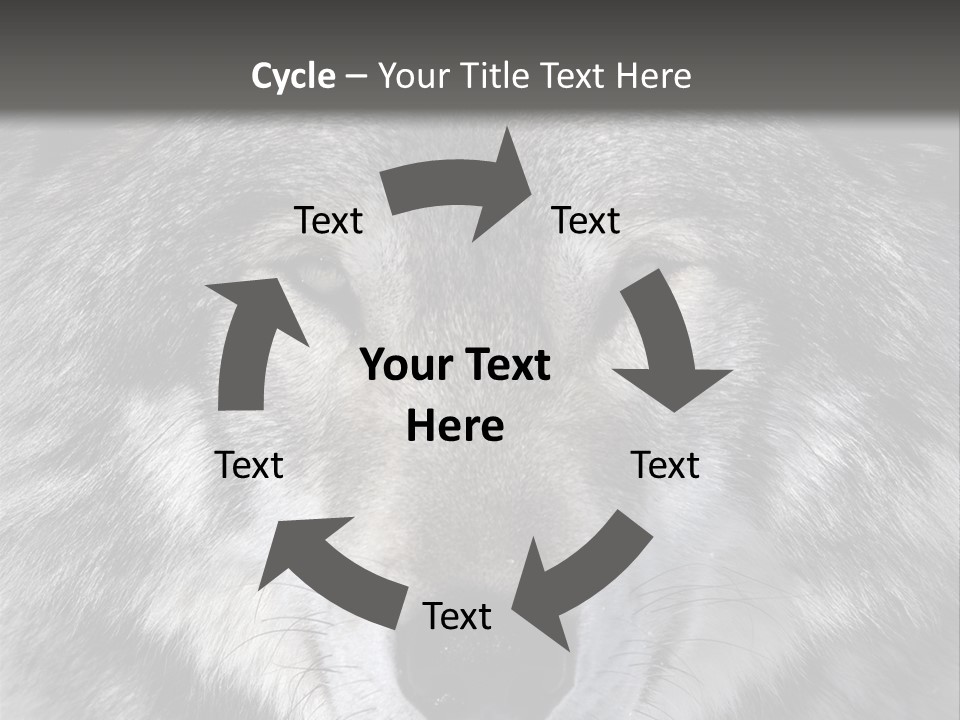 Carnivore Wildlife Grey PowerPoint Template