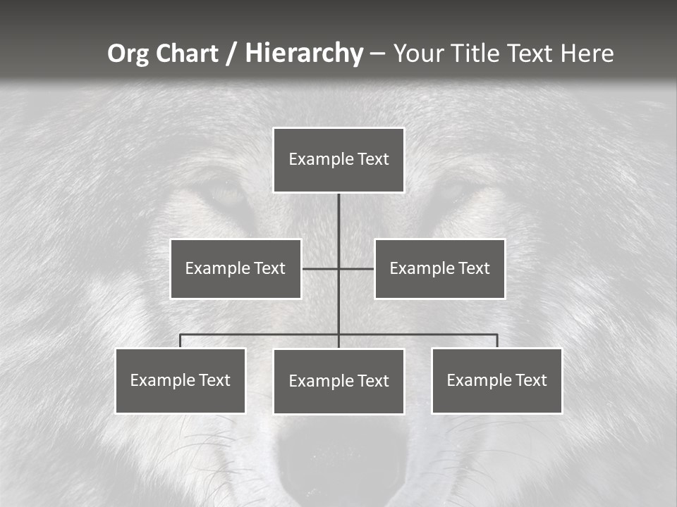 Carnivore Wildlife Grey PowerPoint Template