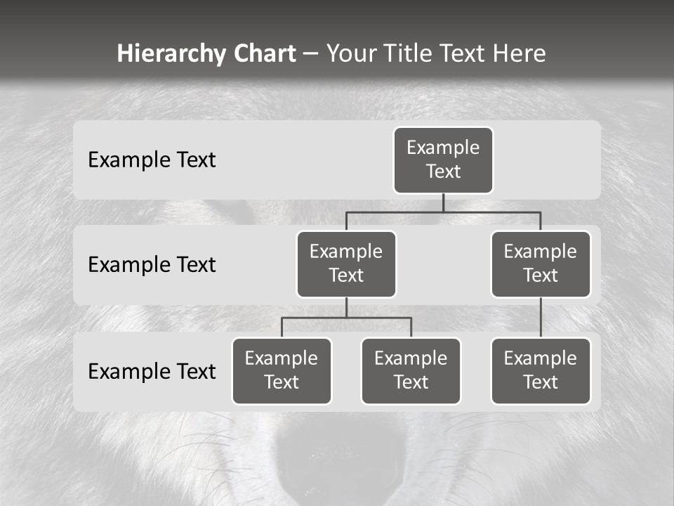 Carnivore Wildlife Grey PowerPoint Template