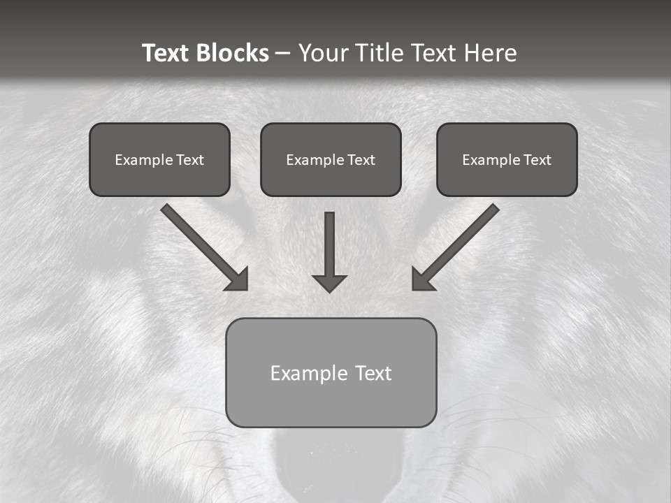 Carnivore Wildlife Grey PowerPoint Template