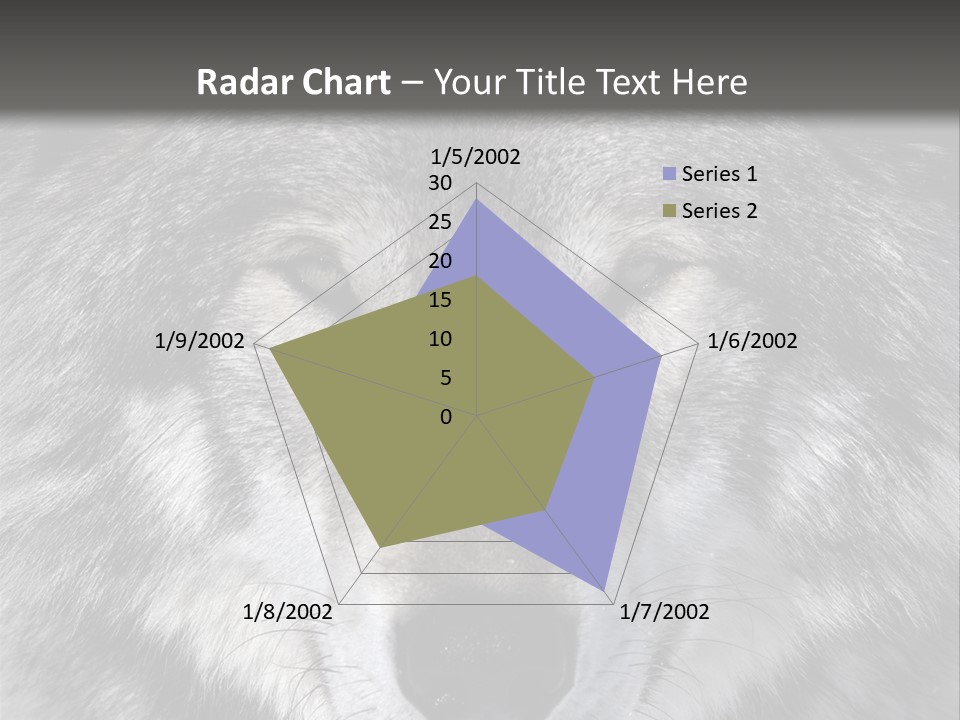 Carnivore Wildlife Grey PowerPoint Template