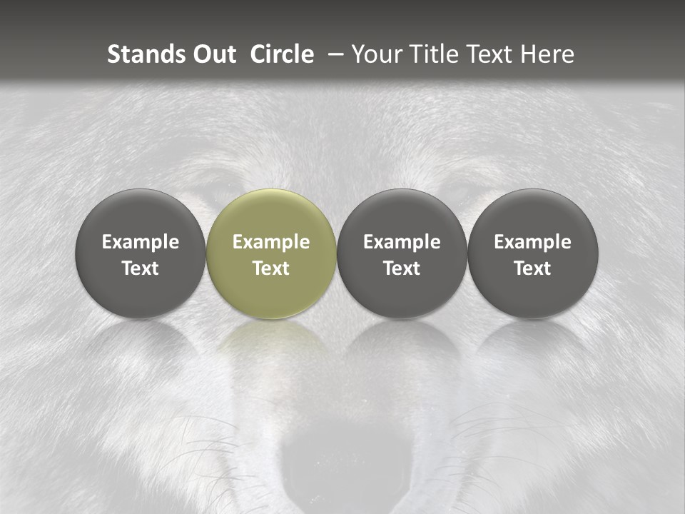 Carnivore Wildlife Grey PowerPoint Template