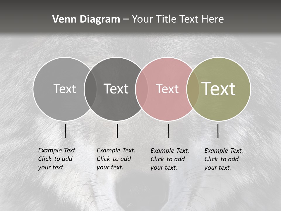 Carnivore Wildlife Grey PowerPoint Template