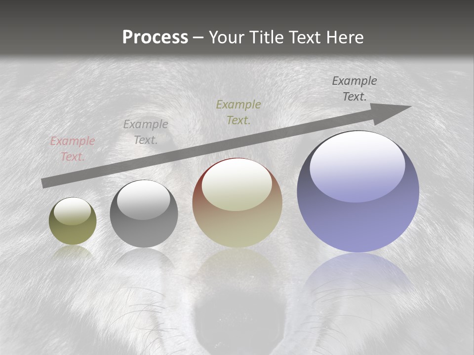 Carnivore Wildlife Grey PowerPoint Template