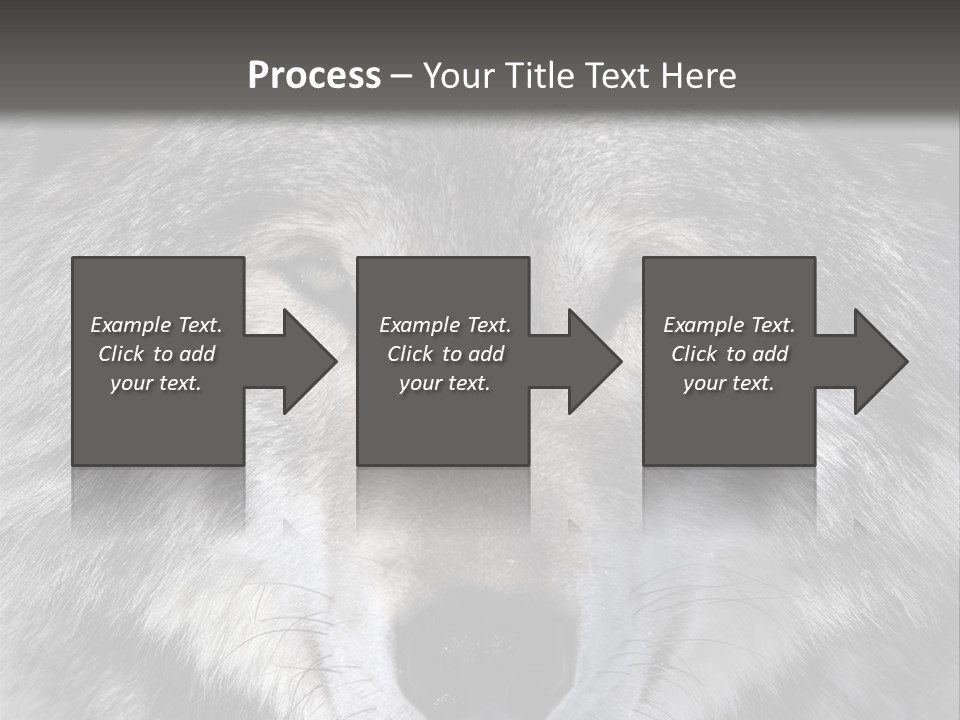 Carnivore Wildlife Grey PowerPoint Template
