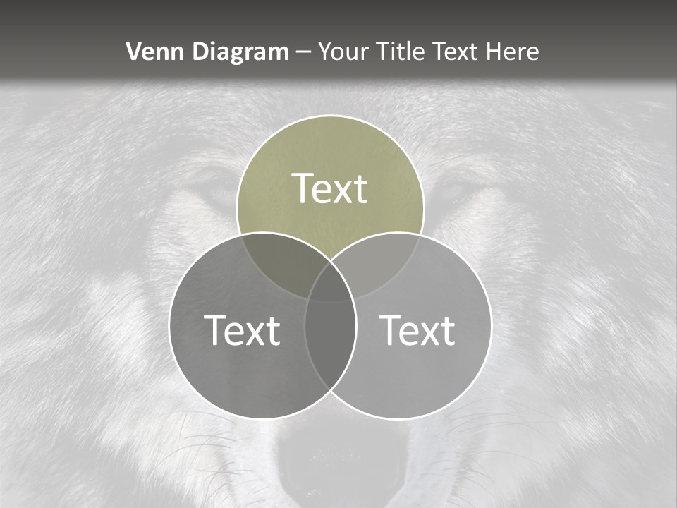 Carnivore Wildlife Grey PowerPoint Template