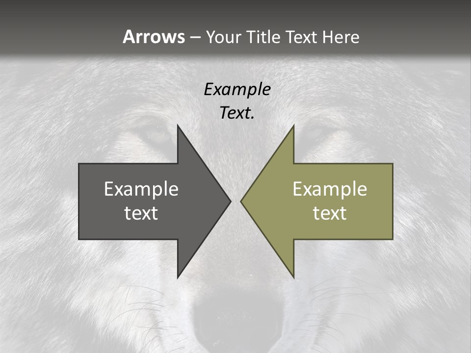 Carnivore Wildlife Grey PowerPoint Template