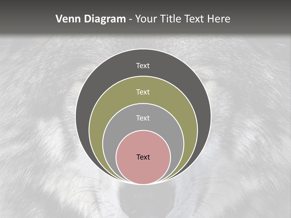 Carnivore Wildlife Grey PowerPoint Template