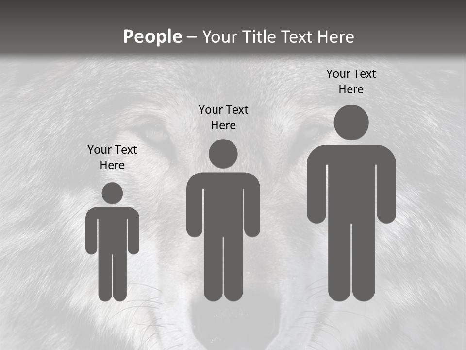 Carnivore Wildlife Grey PowerPoint Template