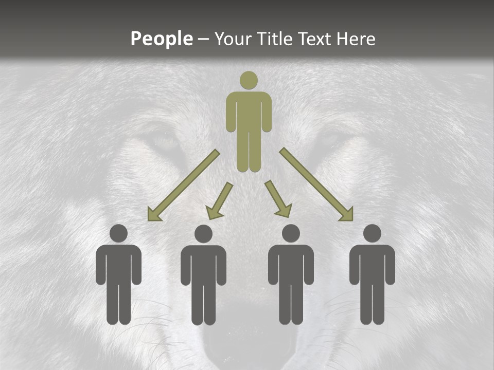 Carnivore Wildlife Grey PowerPoint Template
